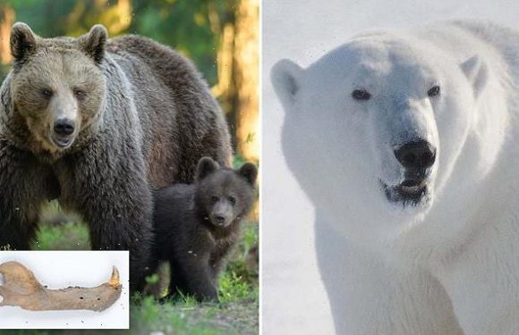 Polar bears and brown bears continued to mate after the species split