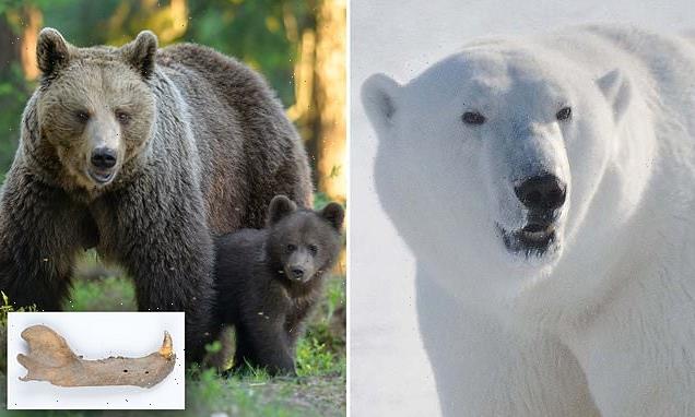 Polar bears and brown bears continued to mate after the species split