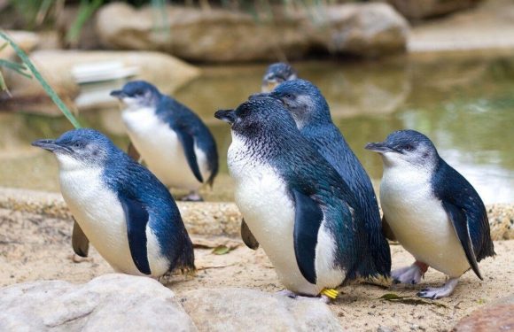 Scientists stunned as hundreds of ‘world’s smallest’ penguins mysteriously wash up dead