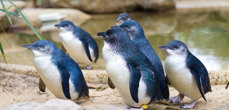 Scientists stunned as hundreds of ‘world’s smallest’ penguins mysteriously wash up dead