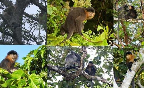 Scientists stunned as they solve mystery of Malaysia’s ‘hybrid monkey’