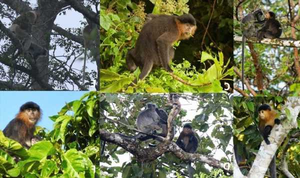 Scientists stunned as they solve mystery of Malaysia’s ‘hybrid monkey’