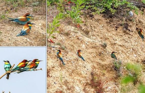 Seven rainbow birds have flown to Norfolk from the Mediterranean