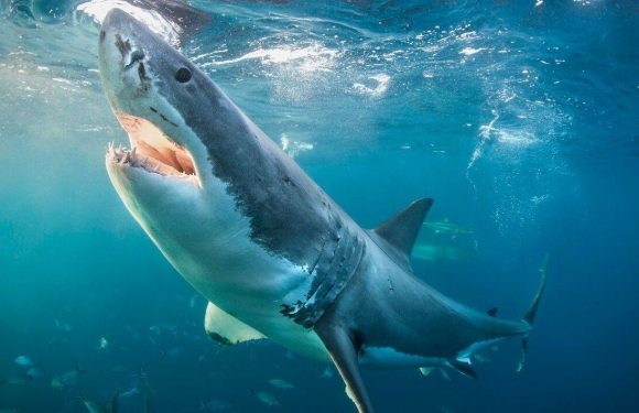 Shark horror: Man survives brutal attack by one of the biggest Great Whites on record