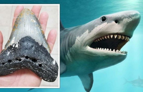 Shark mystery solved as fearsome Megalodon’s harrowing diet unveiled for first time