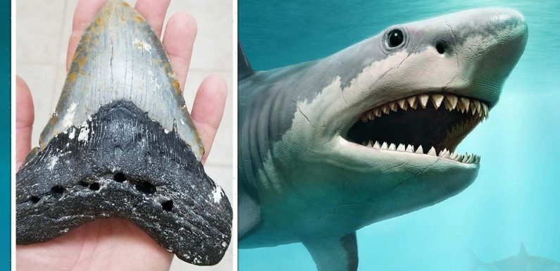 Shark mystery solved as fearsome Megalodon’s harrowing diet unveiled for first time