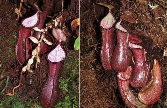 Strange-looking carnivorous plant lurks underground to trap its prey