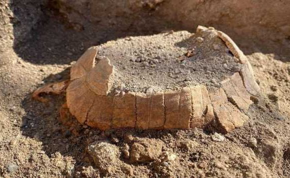 Surprise at Pompeii: Tortoise with its egg found almost intact after 2,000 years