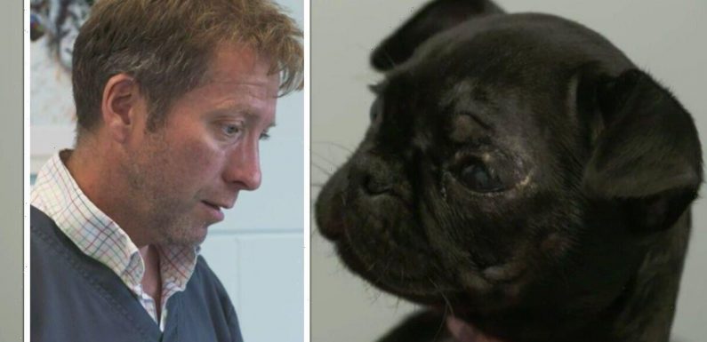 ‘Was like a horror show’ The Yorkshire Vet star forced to operate on puppy after accident