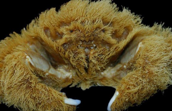 ‘Fluffy’ crab that wears a sponge as a hat discovered by scientists