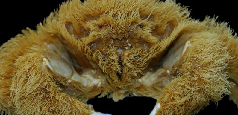 ‘Fluffy’ crab that wears a sponge as a hat discovered by scientists