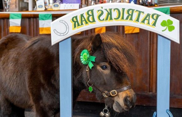 Beer-loving pony that lives in the pub made mayor of UK village by residents
