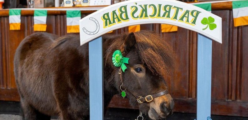 Beer-loving pony that lives in the pub made mayor of UK village by residents