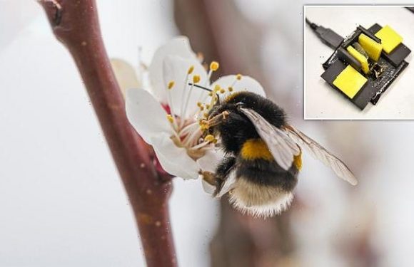 Bumblebees feel pain and should be included in animal welfare laws