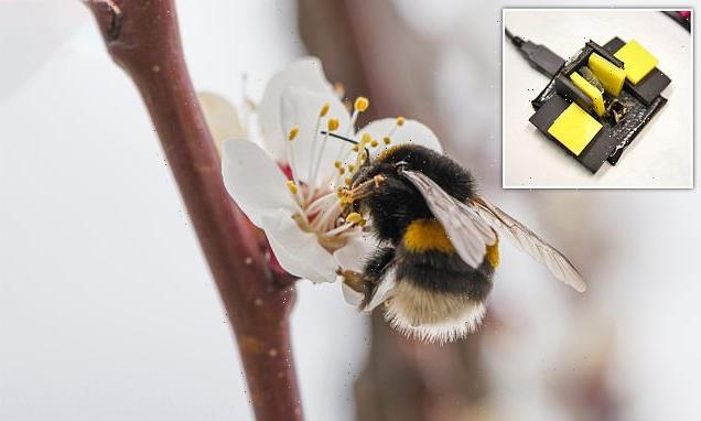 Bumblebees feel pain and should be included in animal welfare laws