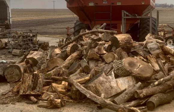 Can you spot the hidden cat in this optical illusion in 20 seconds | The Sun