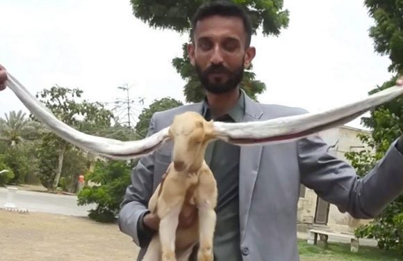Celebrity ‘Dumbo’ goat with record-breaking ears sees them grow even longer
