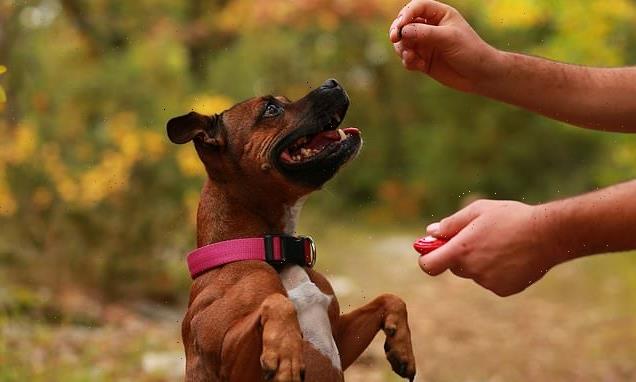 Dogs can learn the instruction 'do that again', study reveals