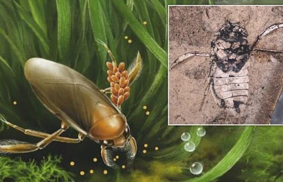 Fossils of an ancient water bug are the earliest brood care in insects