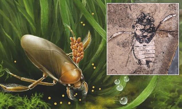 Fossils of an ancient water bug are the earliest brood care in insects