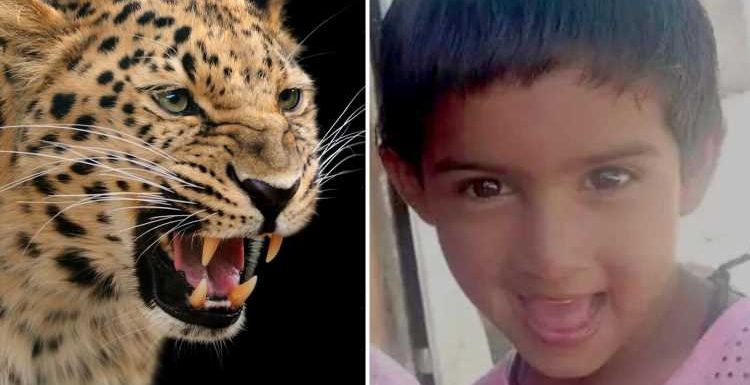 Girl, 6, mauled to death by leopard in FOURTH fatal big cat attack after three kids eaten last month | The Sun