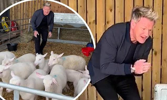 Gordon Ramsay causes outrage as he gleefully selects a lamb to kill