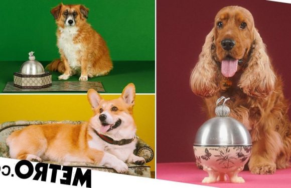 Gucci launches luxury pet products going for eye-watering prices