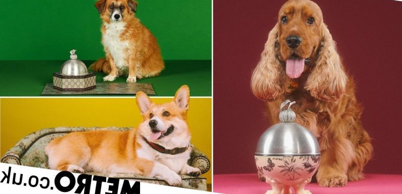 Gucci launches luxury pet products going for eye-watering prices