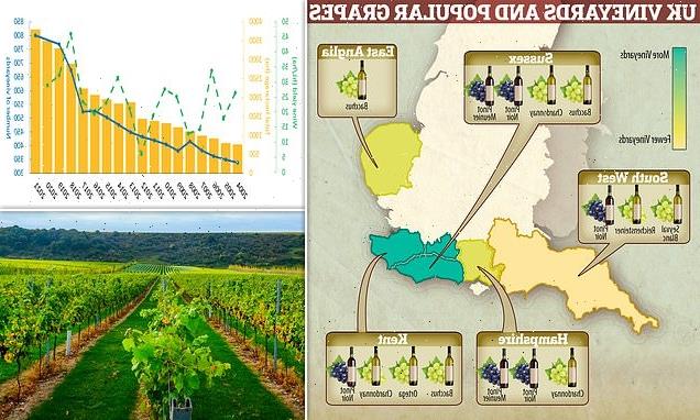 How the UK heatwave could pave the way for more BRITISH wines