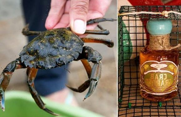 Invasive crabs in New England are being used to make WHISKEY