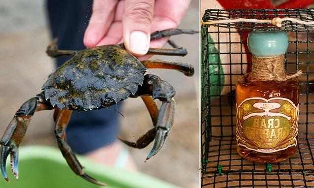 Invasive crabs in New England are being used to make WHISKEY
