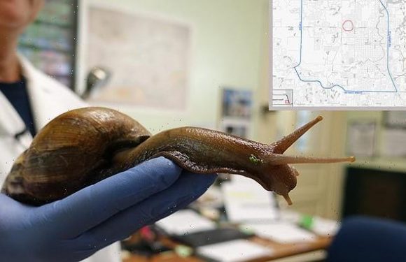 Invasive giant snails put Florida town into quarantine