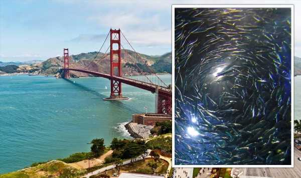It’s raining fish! Locals baffled as anchovies start falling from the sky in San Francisco