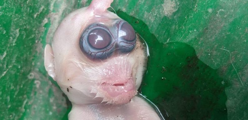 ‘Looks like an alien’ Mutant kitten sparks panic after being branded bad omen