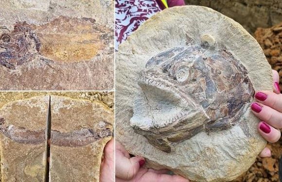 Marine animals dating back 183m years ago are found in farmer's field