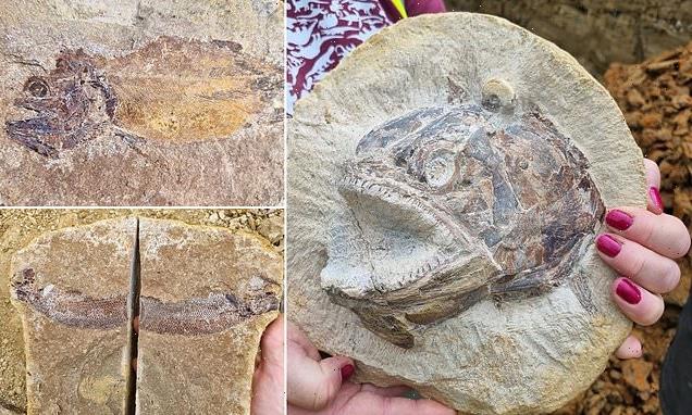 Marine animals dating back 183m years ago are found in farmer's field