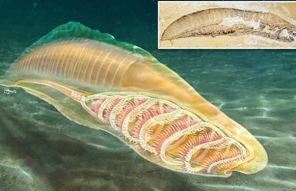 Oldest species with a backbone dates back more than 500 million years