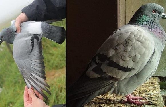 Pigeons extinct in most of the world found in Scotland and Ireland