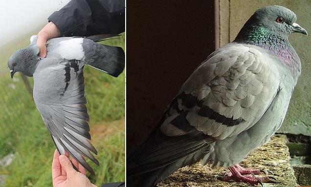 Pigeons extinct in most of the world found in Scotland and Ireland