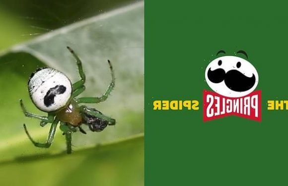 Pringles wants to name a spider after its potato chips