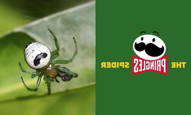 Pringles wants to name a spider after its potato chips