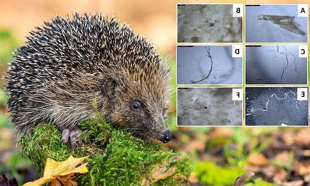 Scientists find plastic in the droppings of British wildlife