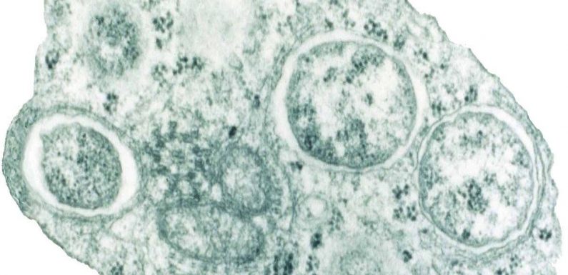 Scientists stunned by discovery of SEVERAL new relatives to disease-causing bacteria