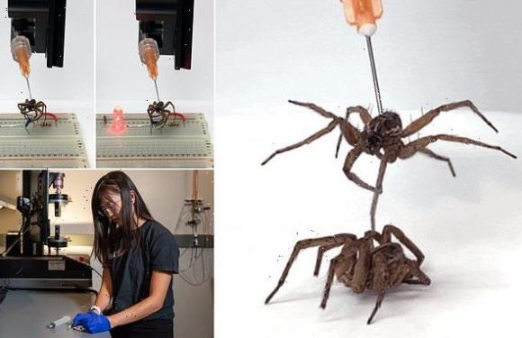 Scientists transform dead spiders into 'necrobots'