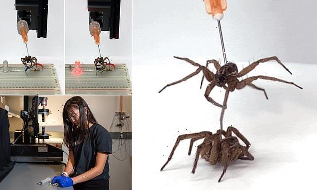 Scientists transform dead spiders into 'necrobots'