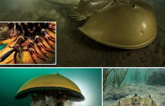 Spectacular photographs show horseshoe crabs thriving