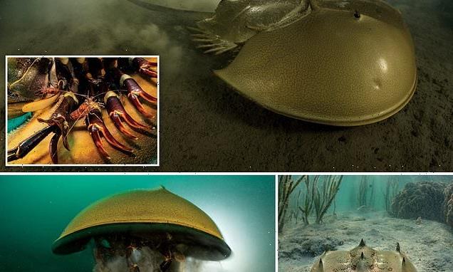 Spectacular photographs show horseshoe crabs thriving
