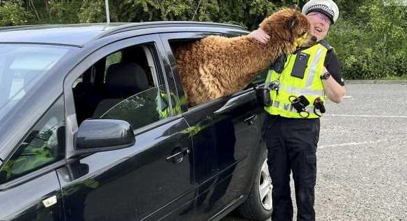 Spoiled alpaca given her own car but hilariously still thinks she’s a dog