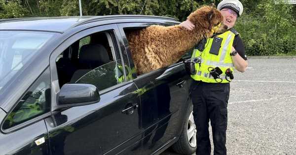 Spoiled alpaca given her own car but hilariously still thinks she’s a dog