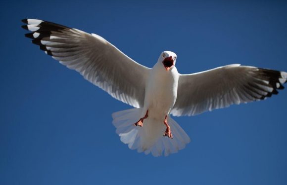 Terrified postmen now wear hardhats to avoid divebombing attacks from seagulls